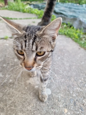 Ofer spre adopție pui de pisică tigrată în Timișoara 