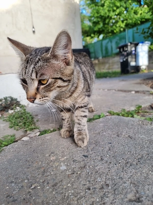 Ofer spre adopție pui de pisică tigrată în Timișoara  - imagine 5