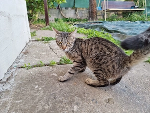 Ofer spre adopție pui de pisică tigrată în Timișoara  - imagine 2