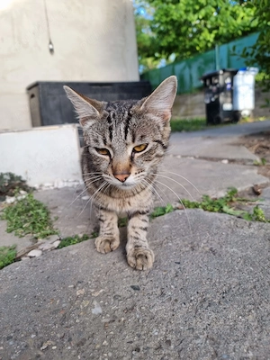 Ofer spre adopție pui de pisică tigrată în Timișoara  - imagine 4