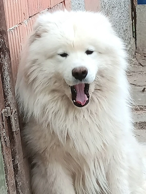 Samoyed mascul super