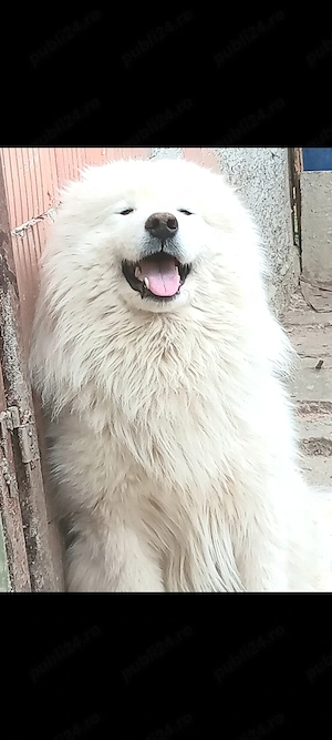 Samoyed mascul super - imagine 2