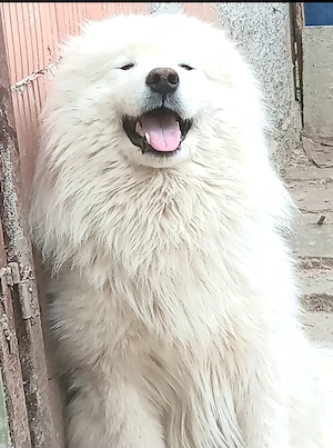 Samoyed mascul super - imagine 3