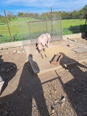 vand porci crescuti naturati  - imagine 3