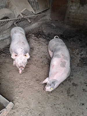vand porci crescuti naturati  - imagine 2