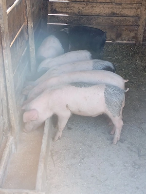 purcei de vânzare 