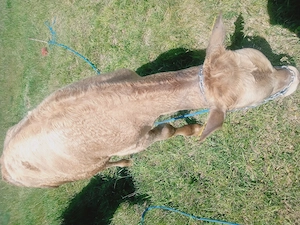 Vând vițel de 7 luni 