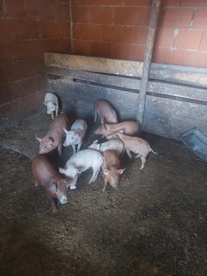 Animale de casă domestice