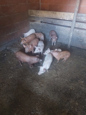 Animale de casă domestice - imagine 3
