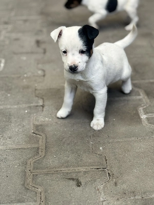 1 pui adorabili de Jack Russell Terrier pitic cu păr scurt  - imagine 3