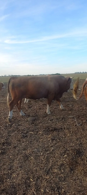 Vând taur, juninca gestanta și vitea  - imagine 2