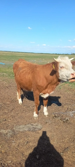 Vând taur, juninca gestanta și vitea  - imagine 3