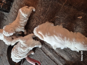 Cățeluși bichon frise 