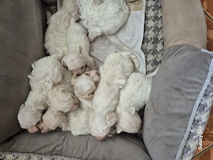 Cățeluși bichon frise 