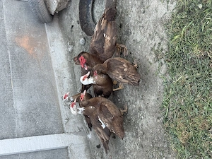 Ouă de rața muta 