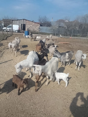 Capre de vânzare tinere