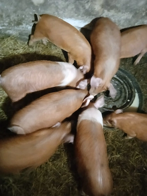 Vând purcei duroc cu landras 