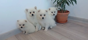 De vanzare pomeranieni  spitz - imagine 2