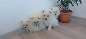 De vanzare pomeranieni  spitz