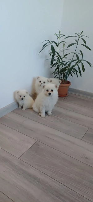 De vanzare pomeranieni  spitz - imagine 5