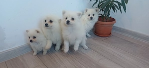 De vanzare pomeranieni  spitz - imagine 3