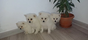 De vanzare pomeranieni  spitz - imagine 4
