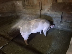 Vand porc de carne petrean - imagine 2