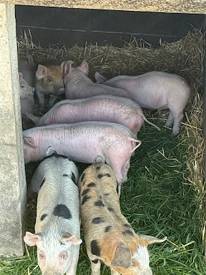 purcei 6 saptamani