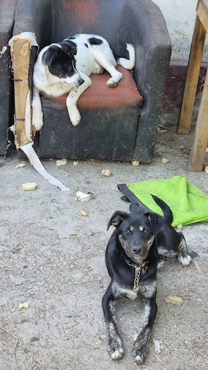 Surorile de nedespărțit pentru adopție - imagine 3