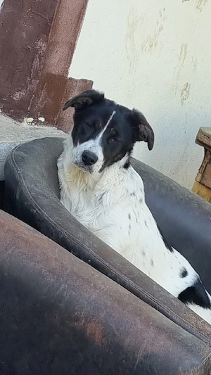 Surorile de nedespărțit pentru adopție