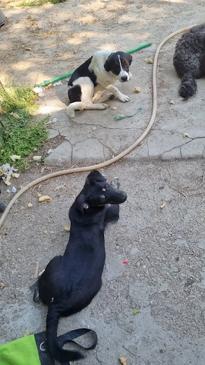 Surorile de nedespărțit pentru adopție - imagine 5