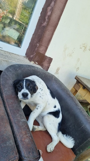 Surorile de nedespărțit pentru adopție - imagine 2