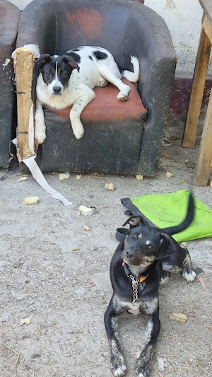 Surorile de nedespărțit pentru adopție - imagine 4