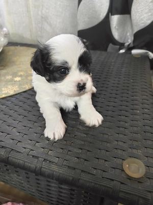 Pui de ShihTzu superbi - imagine 13