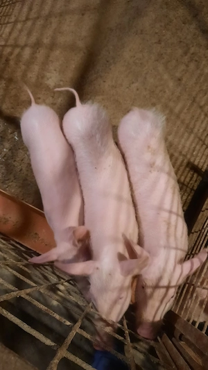 purcei și șoldani de la 20kg până la 30 kg