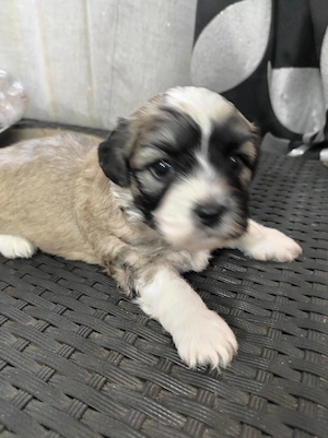 Pui de ShihTzu superbi - imagine 10