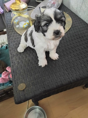 Pui de ShihTzu superbi - imagine 7