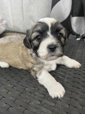Pui de ShihTzu superbi - imagine 11