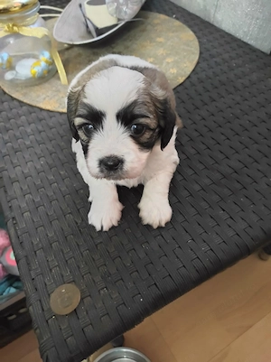 Pui de ShihTzu superbi - imagine 2