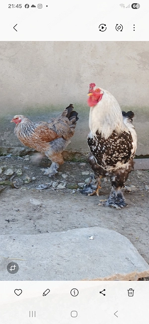 O curcă cu  20 puii brahma,  - imagine 5