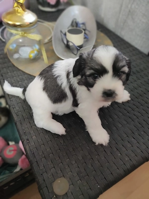 Pui de ShihTzu superbi - imagine 5