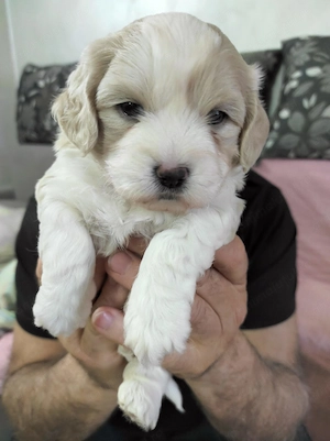 Pui de ShihTzu superbi - imagine 4