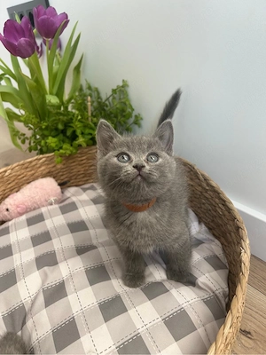 British shorthair din parinti cu pedigree - imagine 2