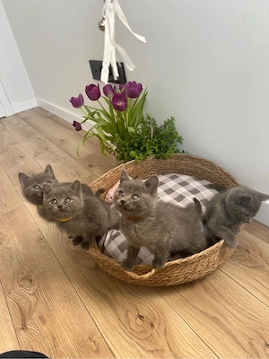 British shorthair din parinti cu pedigree - imagine 3