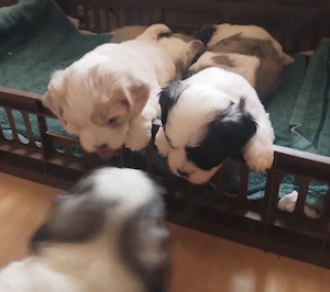 Pui de ShihTzu deosebiti - imagine 4