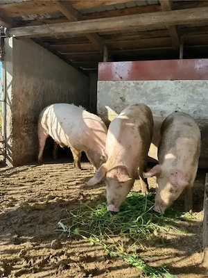 Porc bun pentru protap  - imagine 2