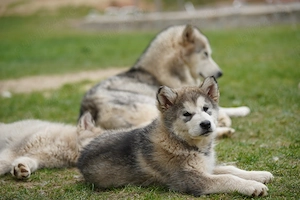 Malamute de Alaska - imagine 3