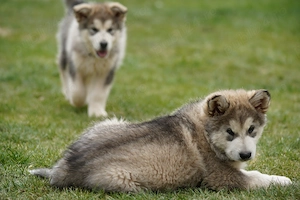 Malamute de Alaska - imagine 2