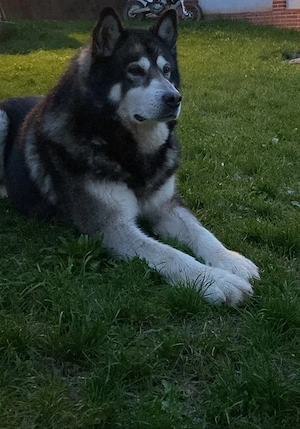 Malamute de Alaska - imagine 5