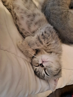 Silver British Shorthair - imagine 4